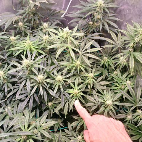 Super Lemon Pan growlog photo: O topo que eu estou apontando é o único que aparenta ter pistilos queimados. Não é nem o topo mais alto da planta, inclusive 