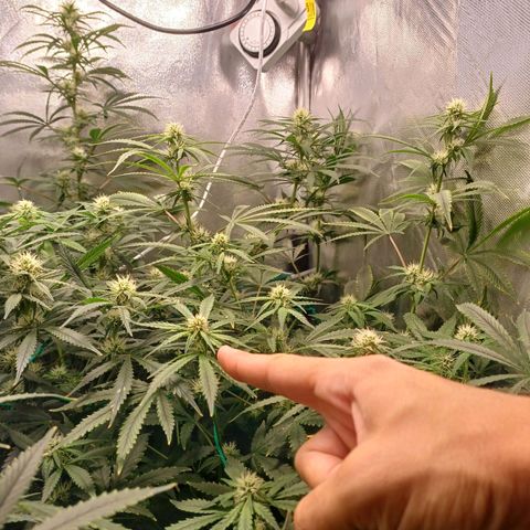 Super Lemon Pan growlog timeline photo