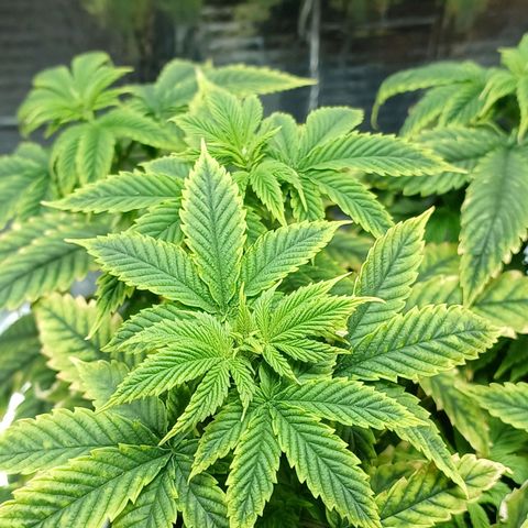 Branquinho 47 growlog photo: Parece ter sofrido um pouco. Tenho a impressão de que deu uma travada no crescimento, porém acredito que seja previsto isso, já que fiz o transplante essa semana 