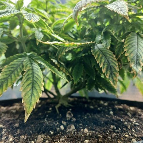 Branquinho 47 growlog photo: Parece ter sofrido um pouco. Tenho a impressão de que deu uma travada no crescimento, porém acredito que seja previsto isso, já que fiz o transplante essa semana 