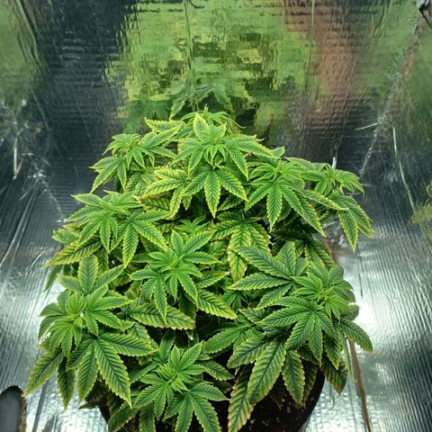 Branquinho 47 growlog photo: Parece ter sofrido um pouco. Tenho a impressão de que deu uma travada no crescimento, porém acredito que seja previsto isso, já que fiz o transplante essa semana 