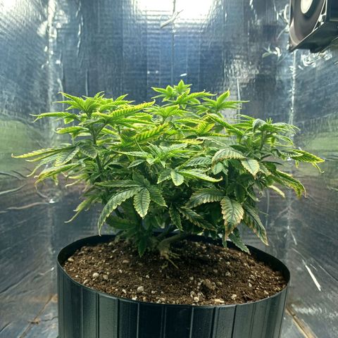 Branquinho 47 growlog photo: Começou a se recuperar do overfert, já está disposta novamente