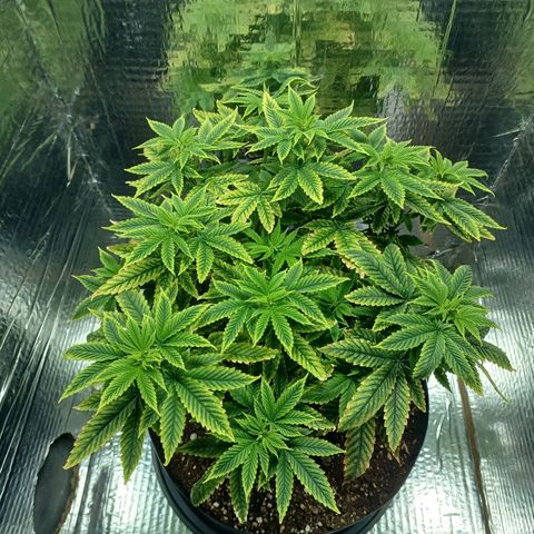 Branquinho 47 growlog photo: Começou a se recuperar do overfert, já está disposta novamente