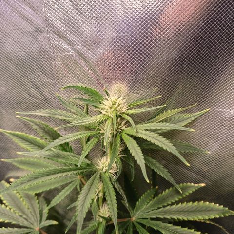 Super Lemon Pan growlog timeline photo