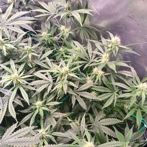 Super Lemon Pan growlog timeline photo