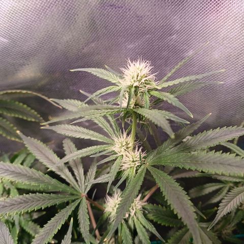 Super Lemon Pan growlog timeline photo