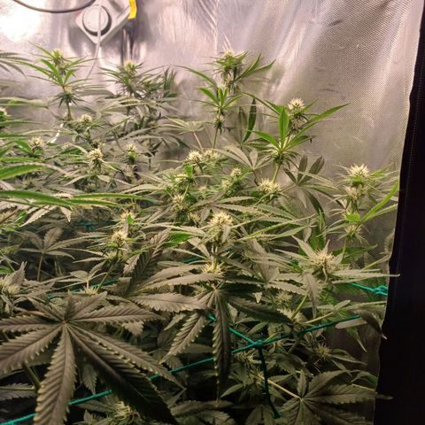 Super Lemon Pan growlog timeline photo