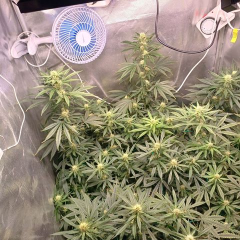 Mazine lemon haze growlog timeline photo