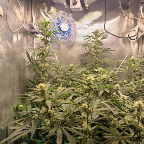Mazine lemon haze growlog timeline photo