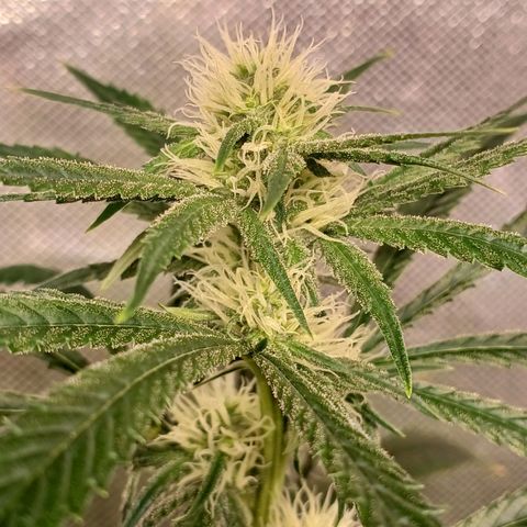 Mazine lemon haze growlog timeline photo
