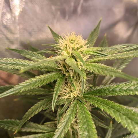 Mazine lemon haze growlog timeline photo