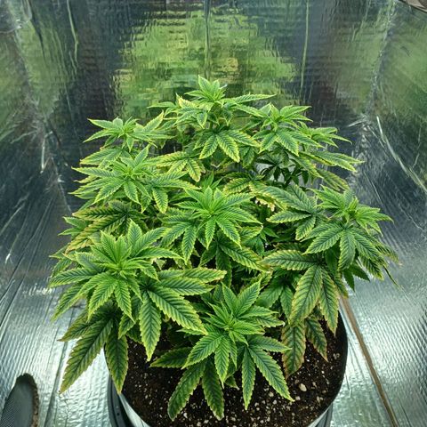 Branquinho 47 growlog timeline photo
