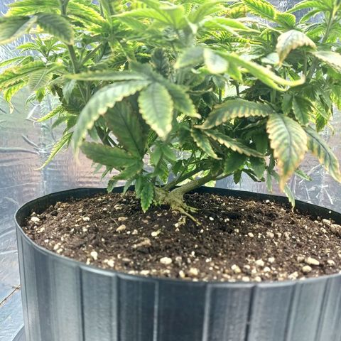 Branquinho 47 growlog timeline photo