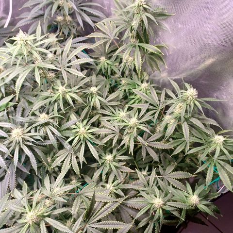 Super Lemon Pan growlog timeline photo