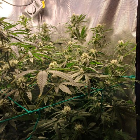 Super Lemon Pan growlog timeline photo