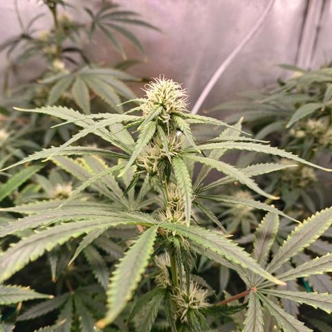 Super Lemon Pan growlog timeline photo