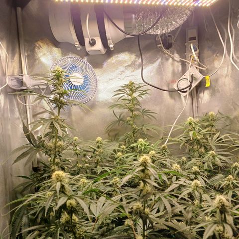 Mazine lemon haze growlog timeline photo