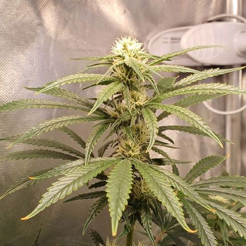 Mazine lemon haze growlog timeline photo