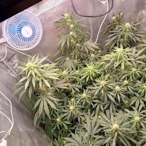 Mazine lemon haze growlog timeline photo
