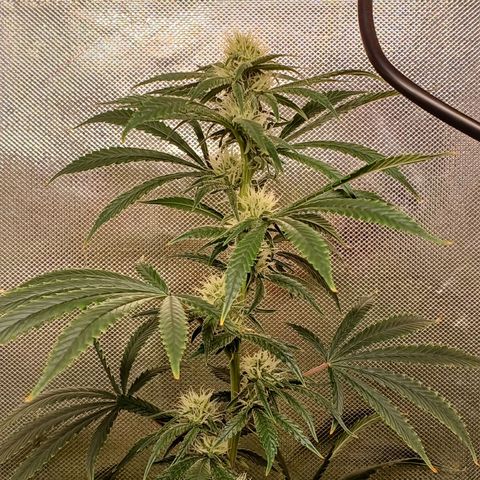 Mazine lemon haze growlog timeline photo