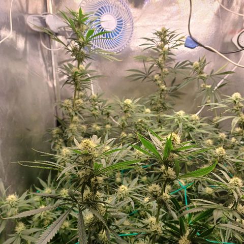 Mazine lemon haze growlog timeline photo