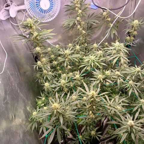 Mazine lemon haze growlog timeline photo