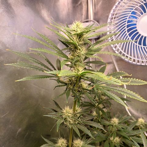 Mazine lemon haze growlog timeline photo