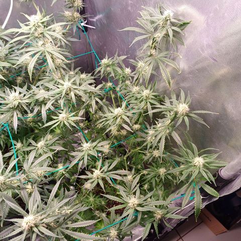 Super Lemon Pan growlog timeline photo