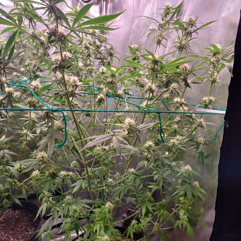 Super Lemon Pan growlog timeline photo