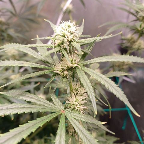 Super Lemon Pan growlog timeline photo