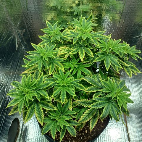 Branquinho 47 growlog timeline photo