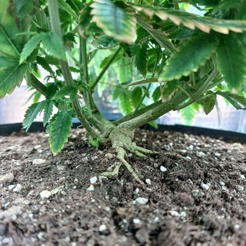 Branquinho 47 growlog timeline photo
