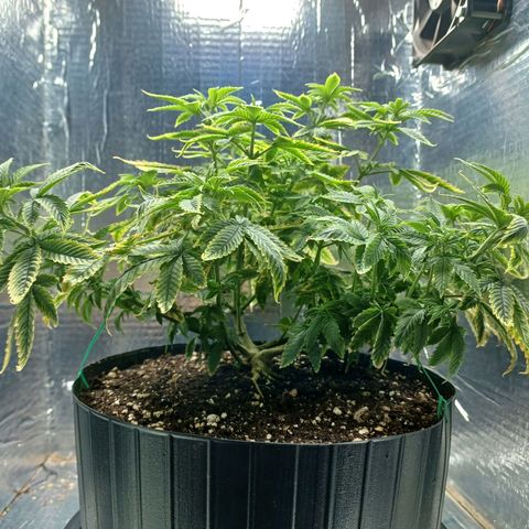 Branquinho 47 growlog photo: Tirei um pouco das folhas queimadas e fiz outras amarras nela pra aumentar área de contato com luz 