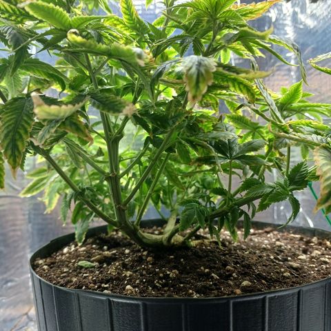 Branquinho 47 growlog photo: Tirei um pouco das folhas queimadas e fiz outras amarras nela pra aumentar área de contato com luz 