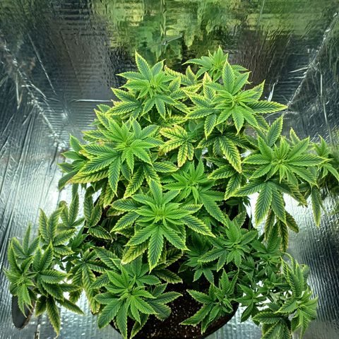Branquinho 47 growlog photo: Tirei um pouco das folhas queimadas e fiz outras amarras nela pra aumentar área de contato com luz 