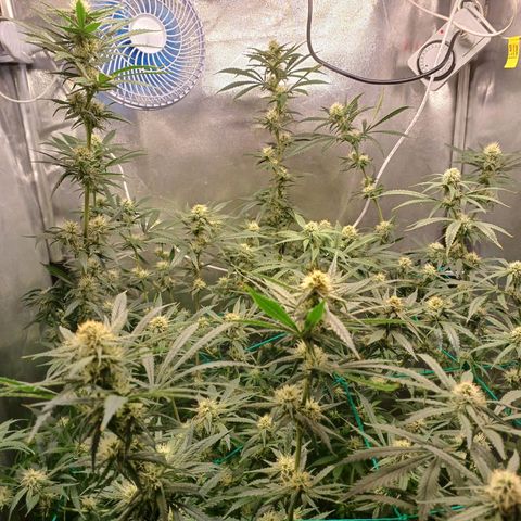 Mazine lemon haze growlog photo: Os topos mais ao centro da estufa estão queimando aparentemente