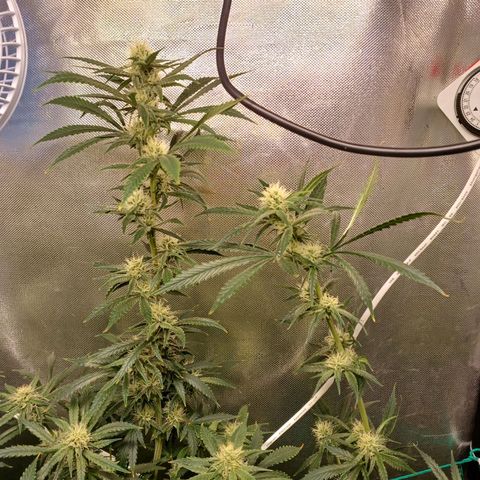 Mazine lemon haze growlog photo: Os topos mais ao centro da estufa estão queimando aparentemente