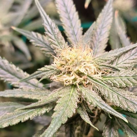 Mazine lemon haze growlog photo: Os topos mais ao centro da estufa estão queimando aparentemente