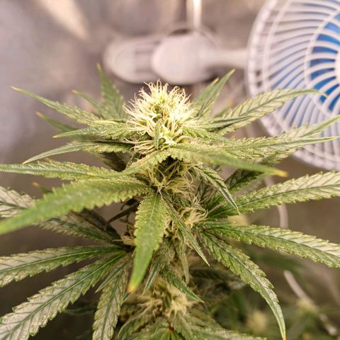Mazine lemon haze growlog photo: Os topos mais ao centro da estufa estão queimando aparentemente