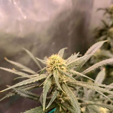Mazine lemon haze growlog photo: Os topos mais ao centro da estufa estão queimando aparentemente