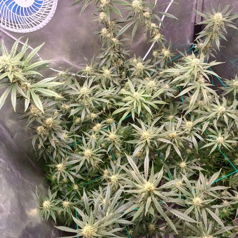 Mazine lemon haze growlog photo: Os topos mais ao centro da estufa estão queimando aparentemente