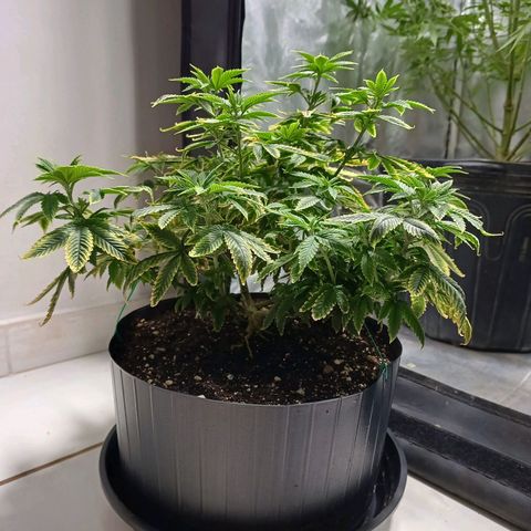 Branquinho 47 growlog photo: Se recuperando bem do overfert