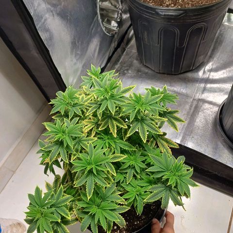 Branquinho 47 growlog photo: Se recuperando bem do overfert