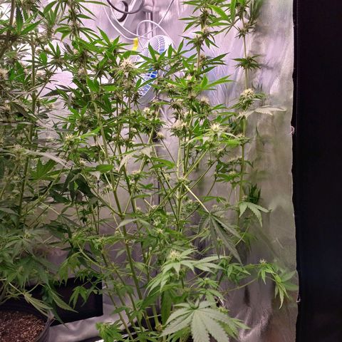 Super Lemon Pan growlog timeline photo