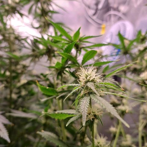 Super Lemon Pan growlog timeline photo
