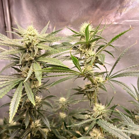 Mazine lemon haze growlog timeline photo