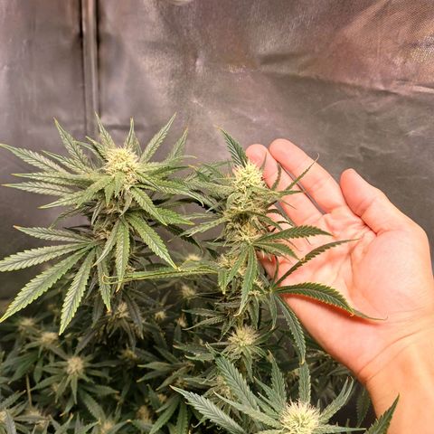 Mazine lemon haze growlog timeline photo