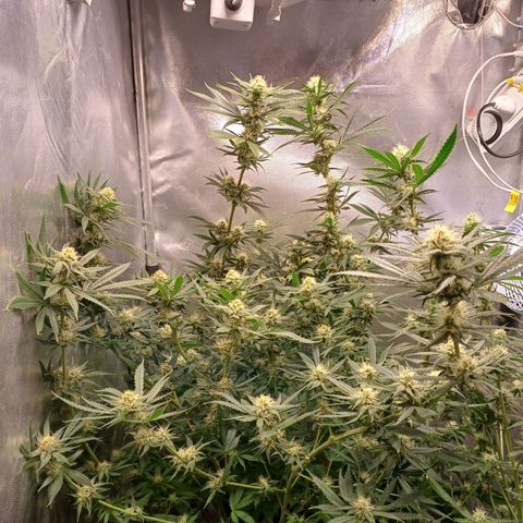 Mazine lemon haze growlog timeline photo