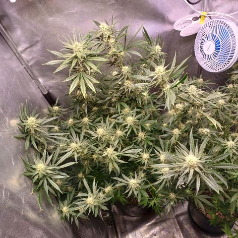 Mazine lemon haze growlog timeline photo