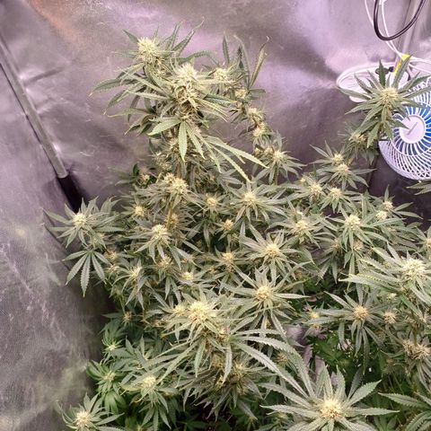 Mazine lemon haze growlog timeline photo
